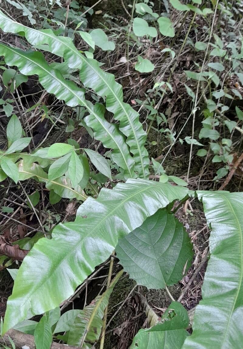 Campyloneurum nitidissimum habit