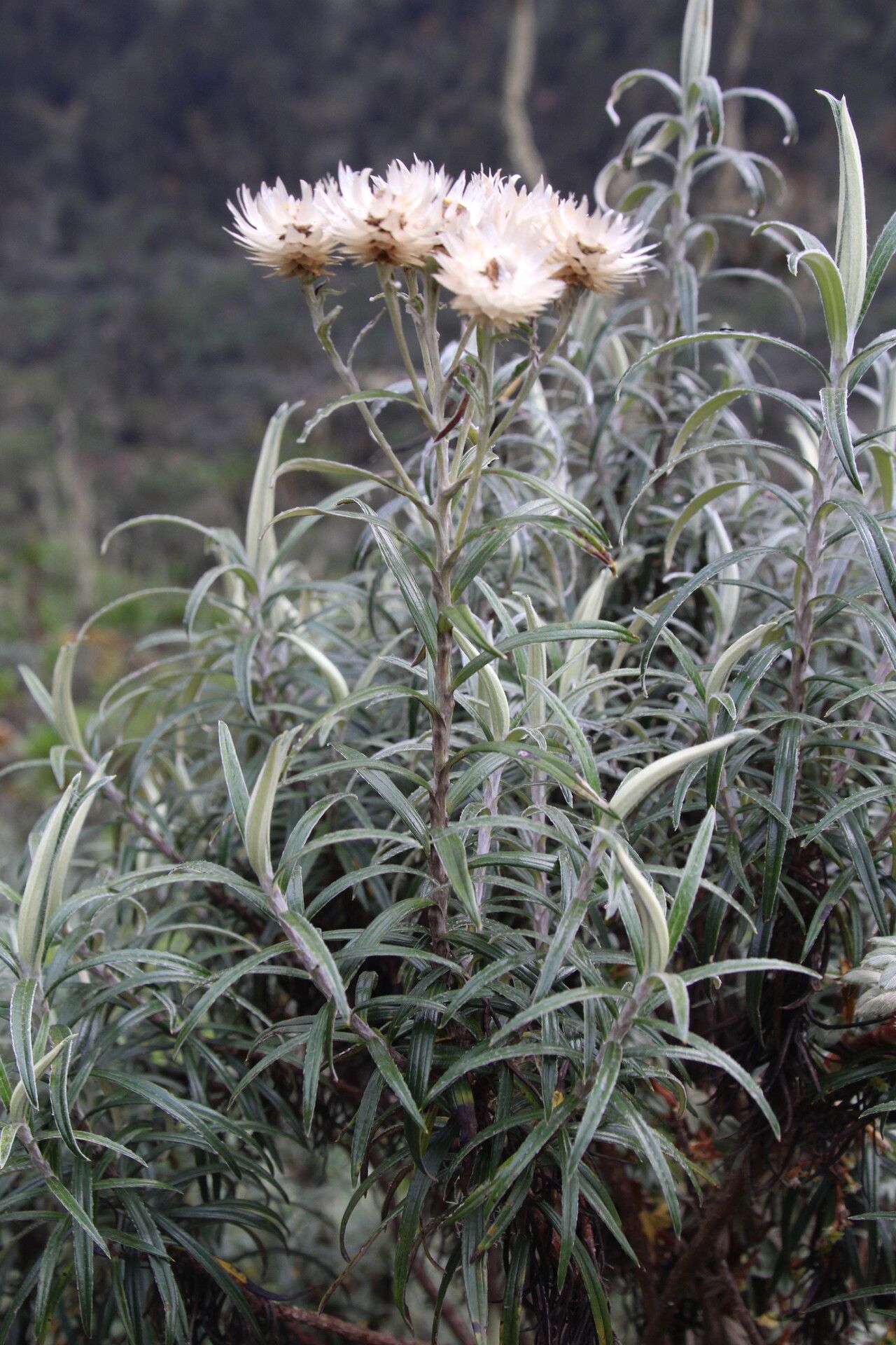 Helichrysum argyranthum — search result for 'Helichrysum'