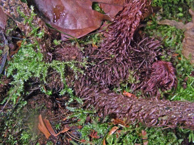 Asplenium serra other