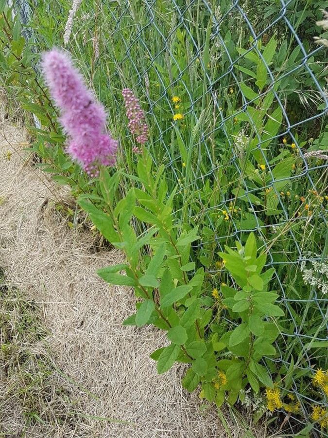 Spiraea × billiardii flower