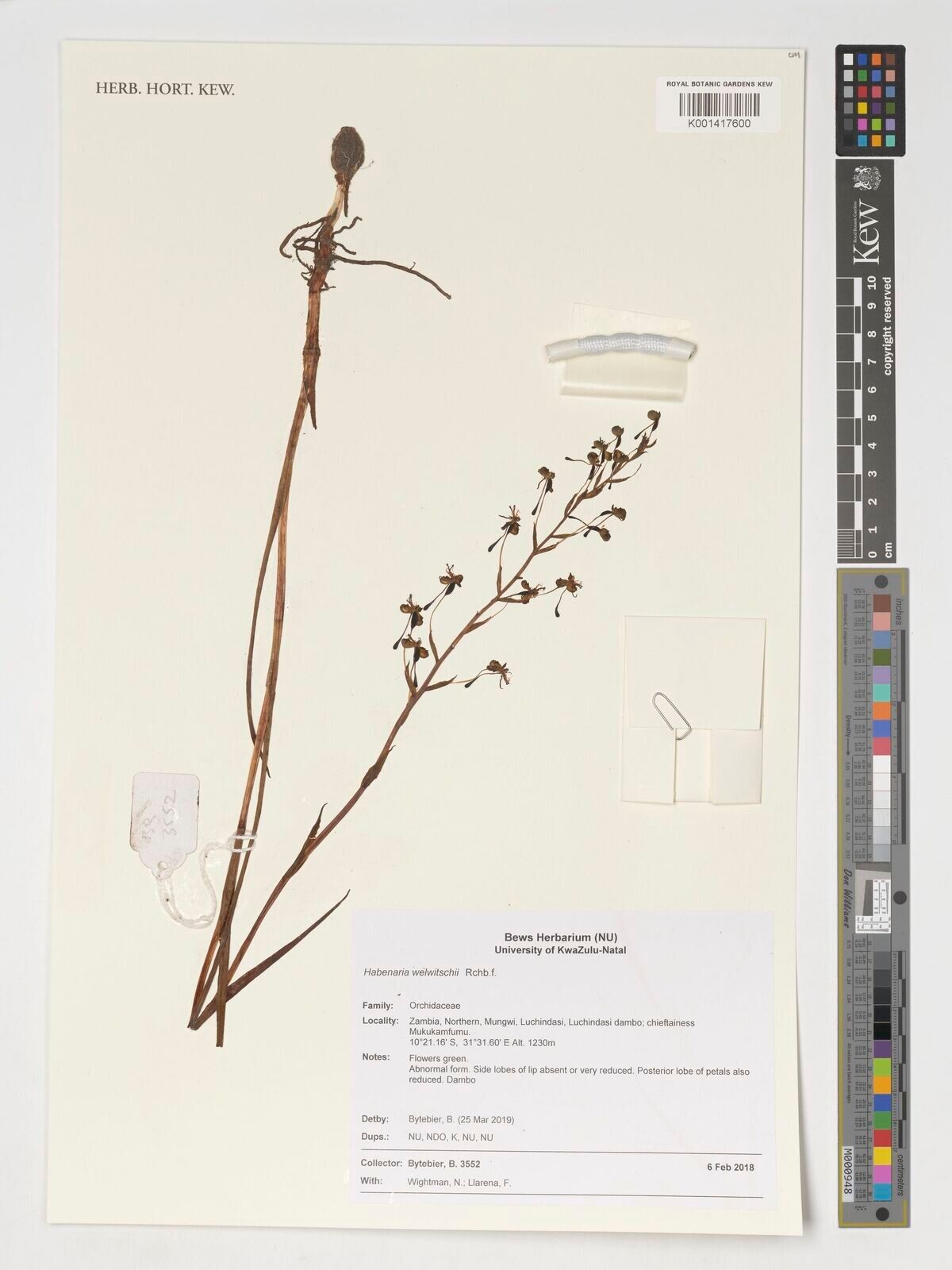 Habenaria welwitschii — houseplant care guide