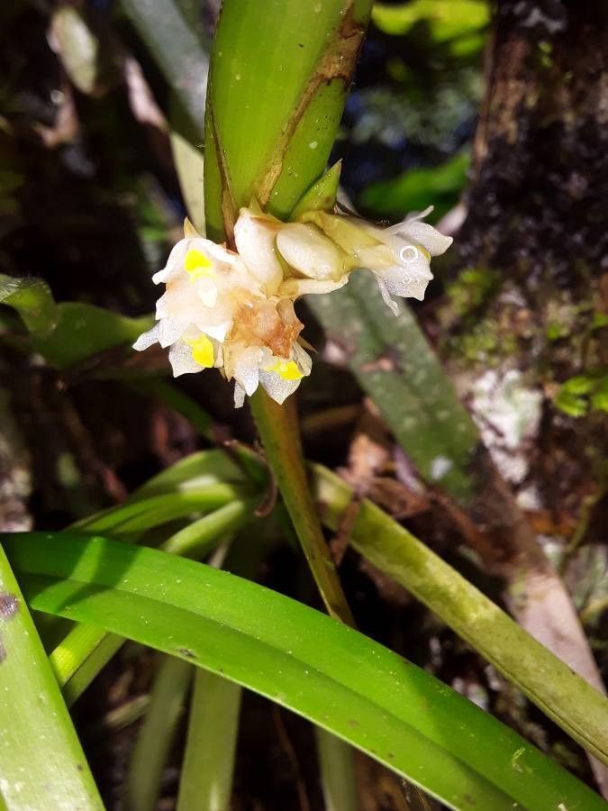 Camaridium neglectum flower