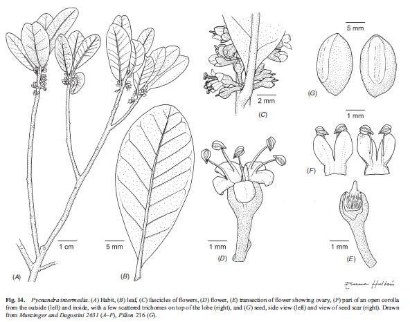 Pycnandra intermedia other