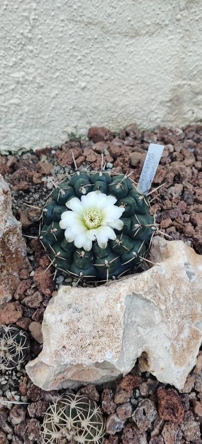 Gymnocalycium schroederianum flower