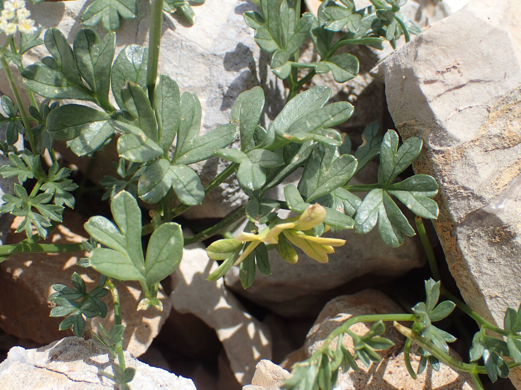 Heracleum pumilum — search result for 'Heracleum'