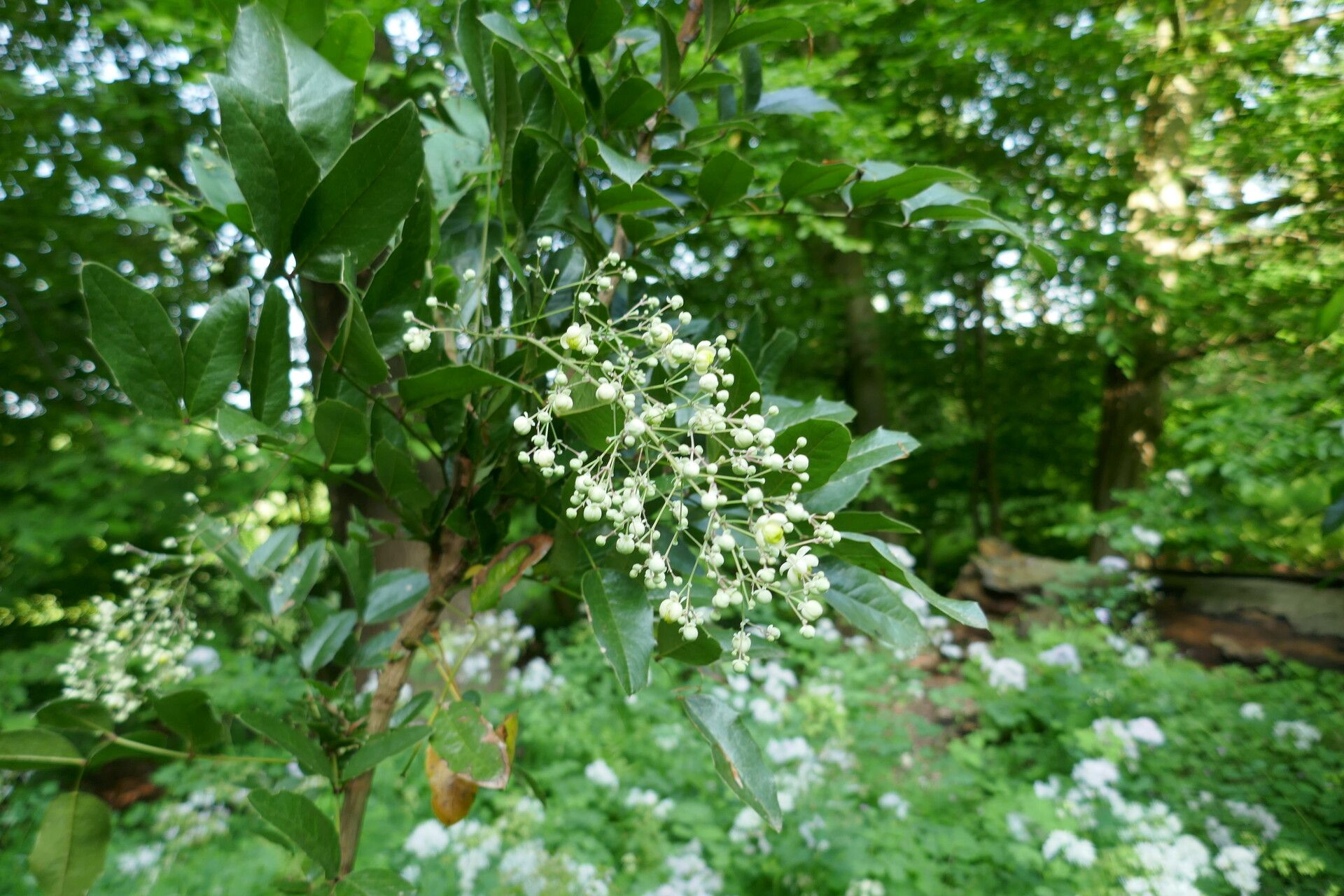 Berberis pallida — houseplant care guide