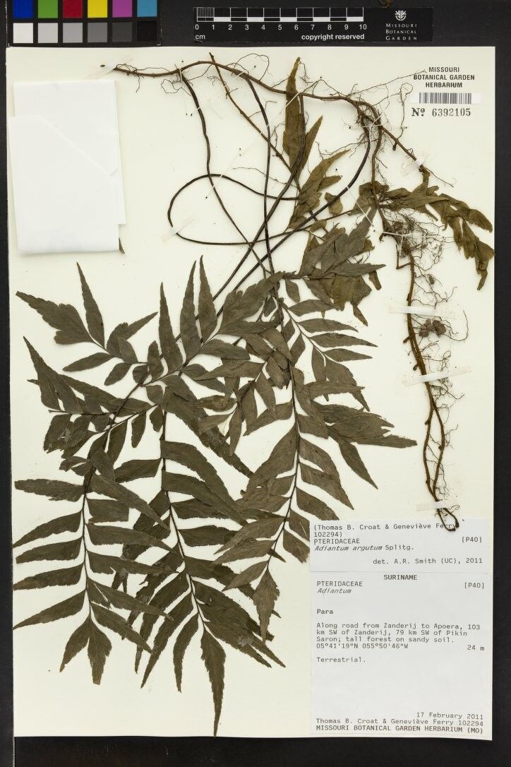 Adiantum argutum other