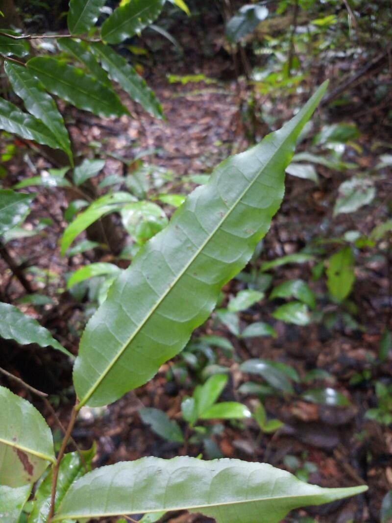 Lecythis zabucajo — houseplant care guide