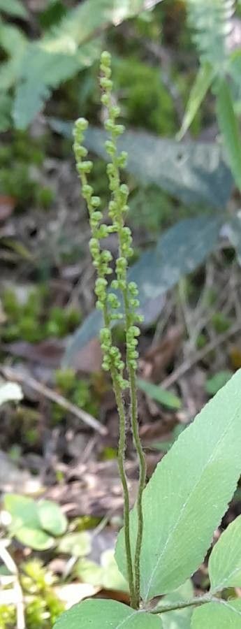 Anemia phyllitidis flower
