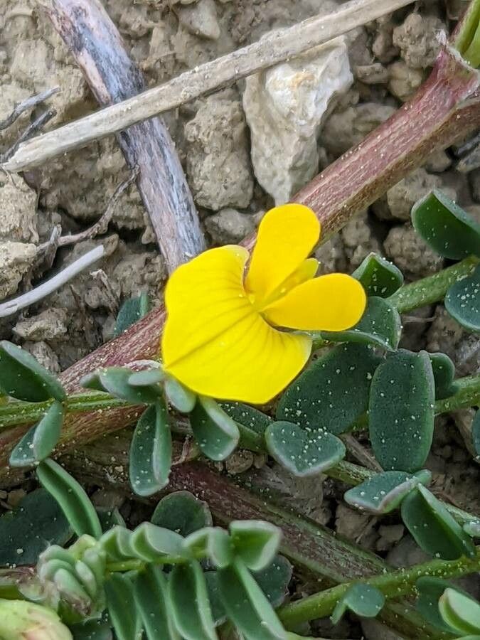Hippocrepis biflora flower