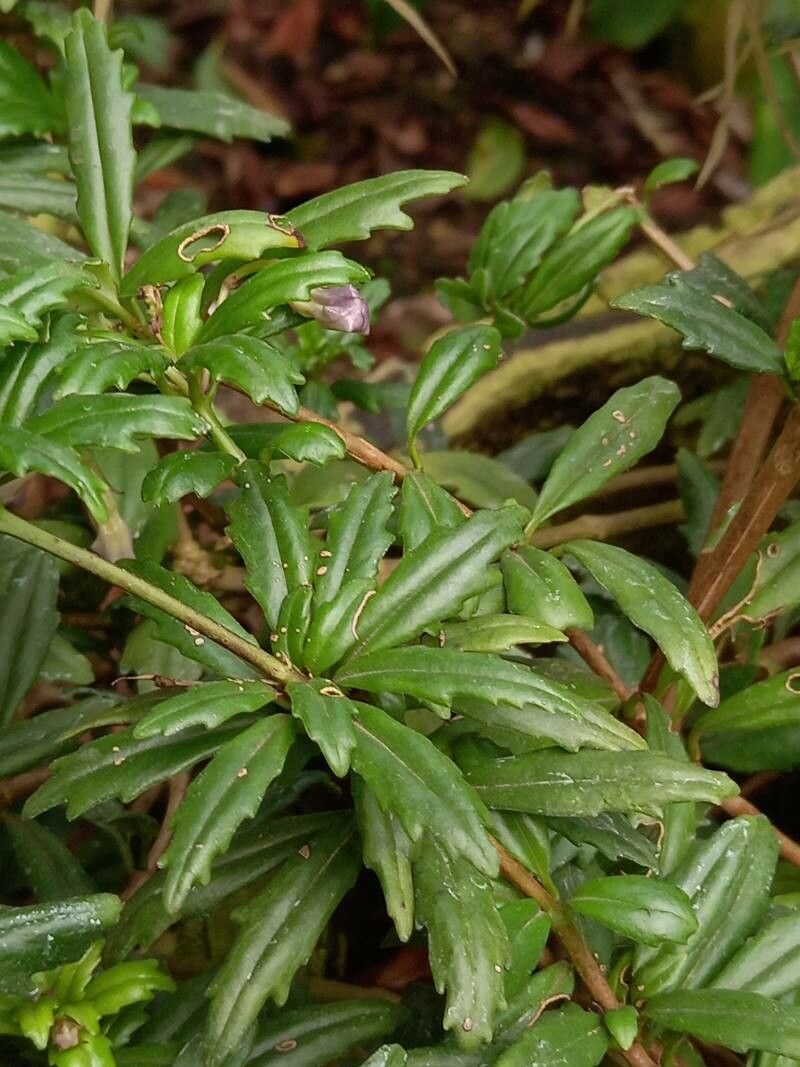 Lysionotus pauciflorus leaf