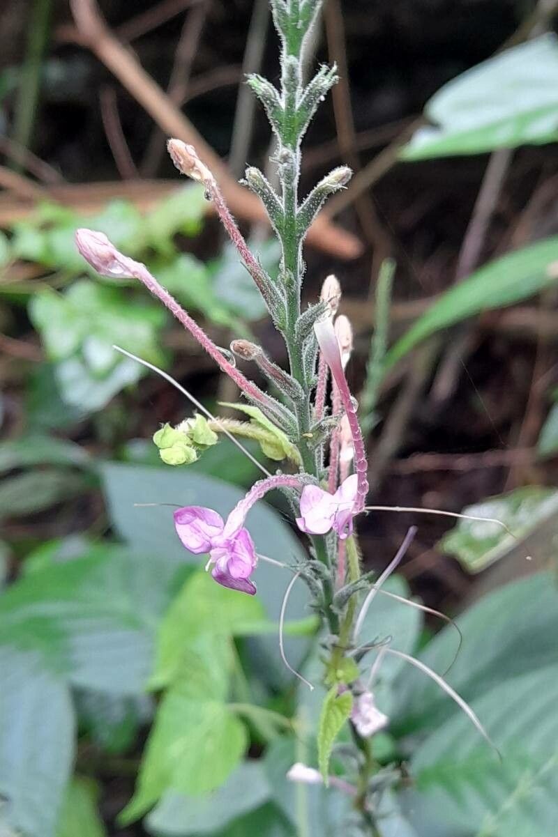 Pachystachys dubiosa flower