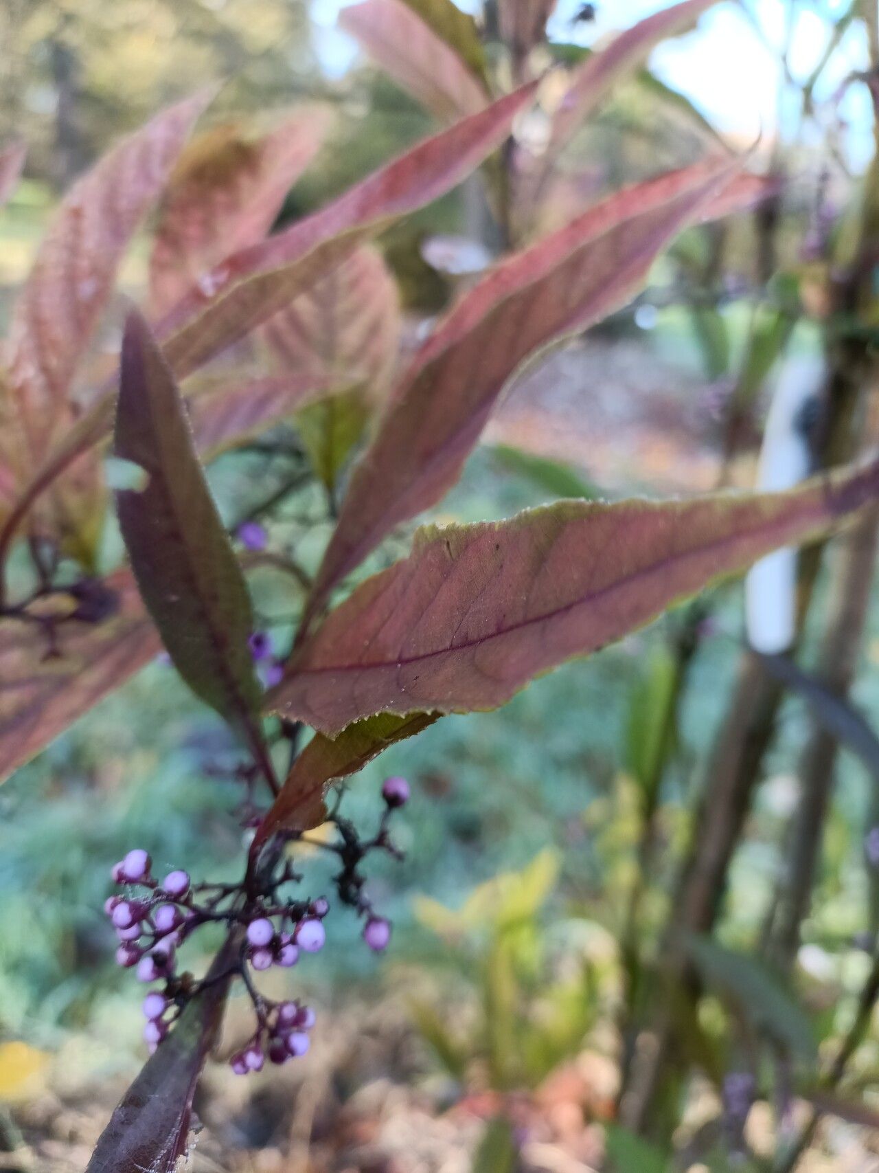 Callicarpa kwangtungensis leaf