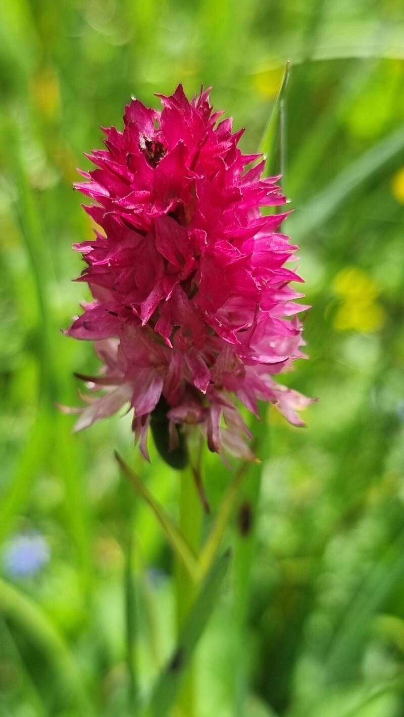 Gymnadenia miniata flower