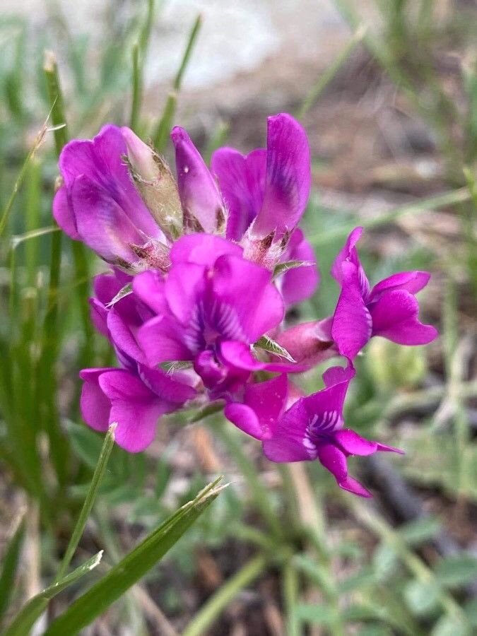 Astragalus missouriensis flower