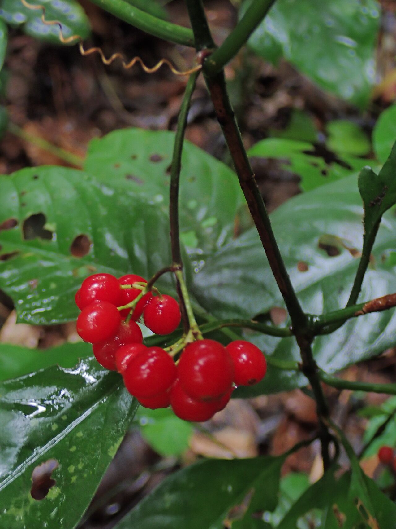 Psychotria brachyantha fruit