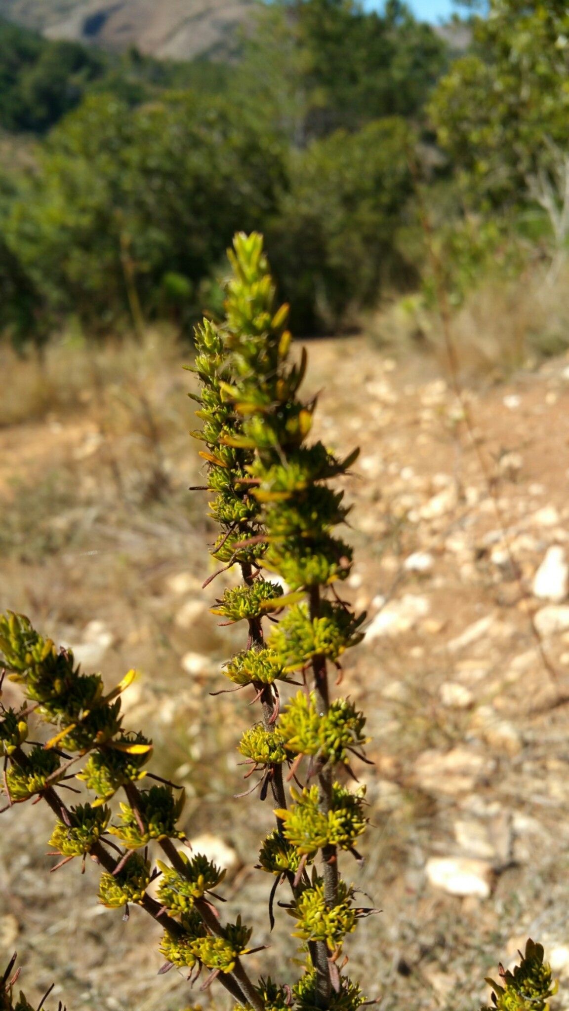 Anthospermum emirnense — related species from the same genus