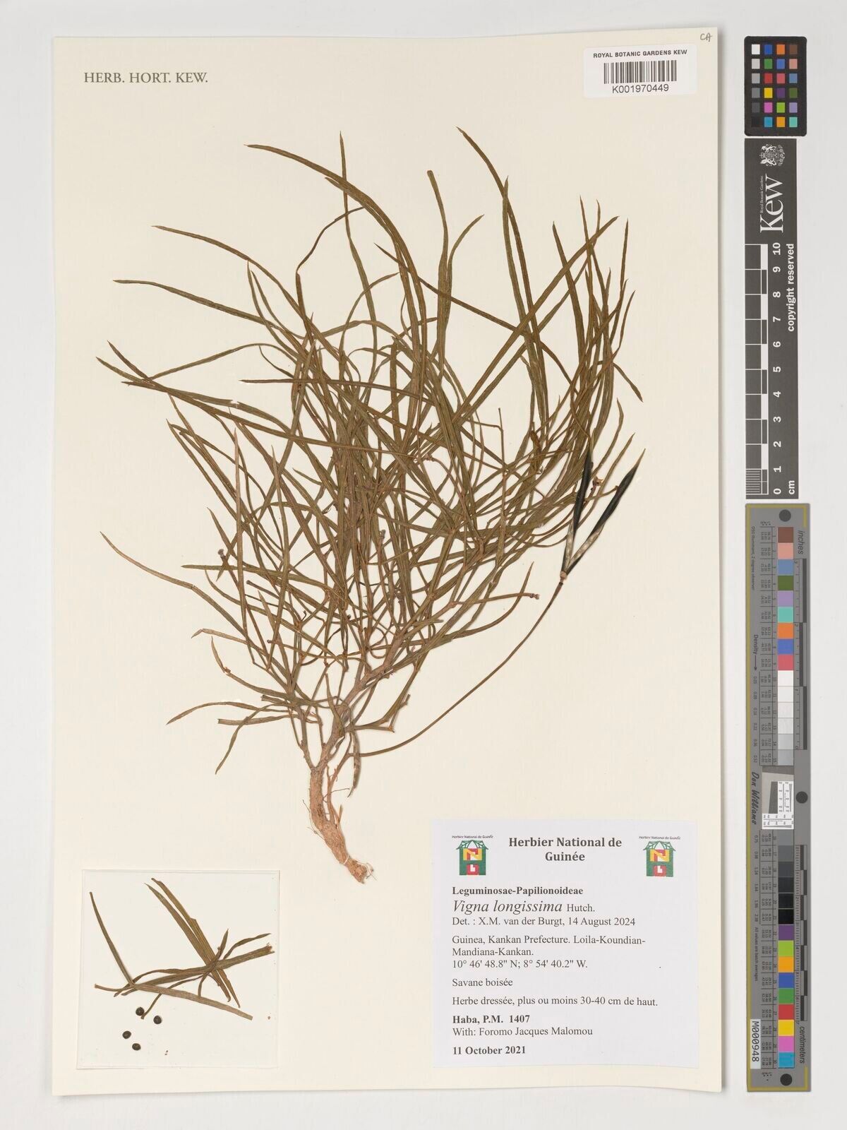 Vigna longissima — houseplant care guide