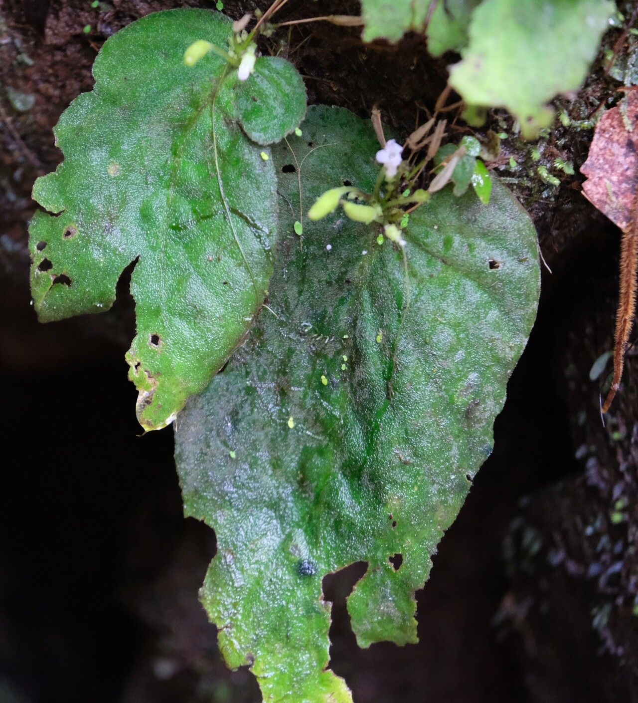 Streptocarpus brevistamineus — search result for 'Streptocarpus'