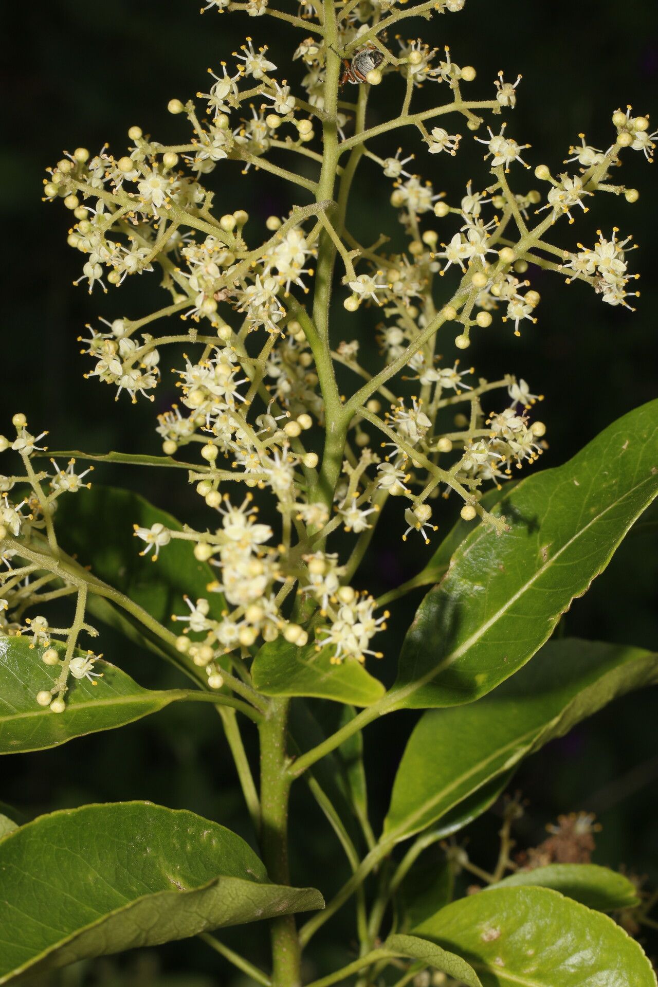 Zanthoxylum schreberi flower