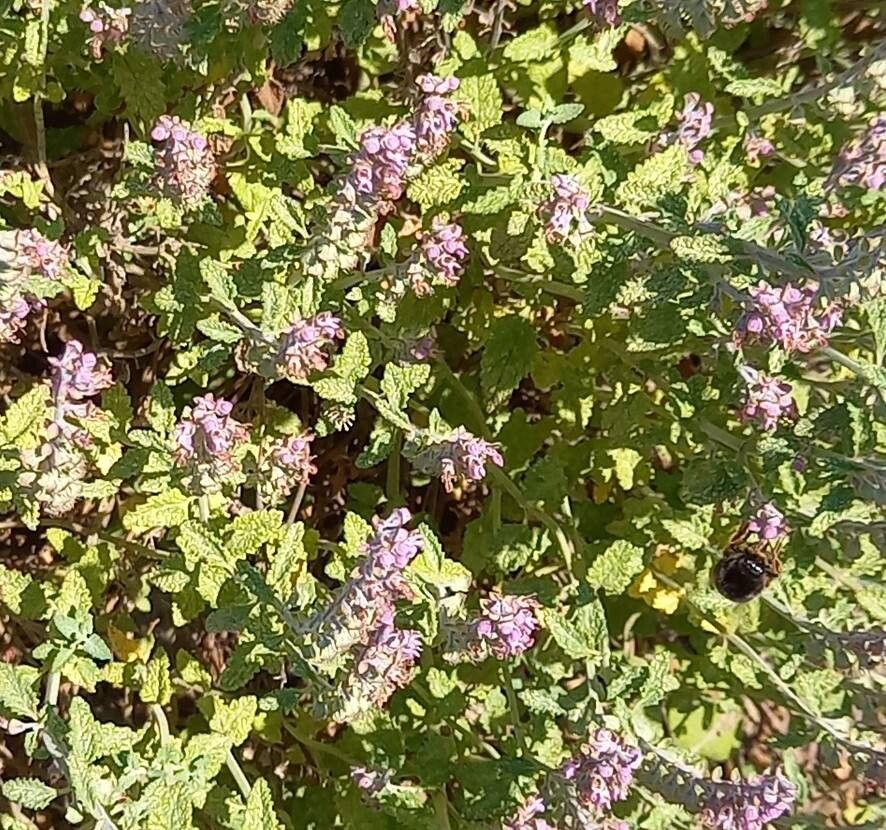 Teucrium massiliense — search result for 'Teucrium'