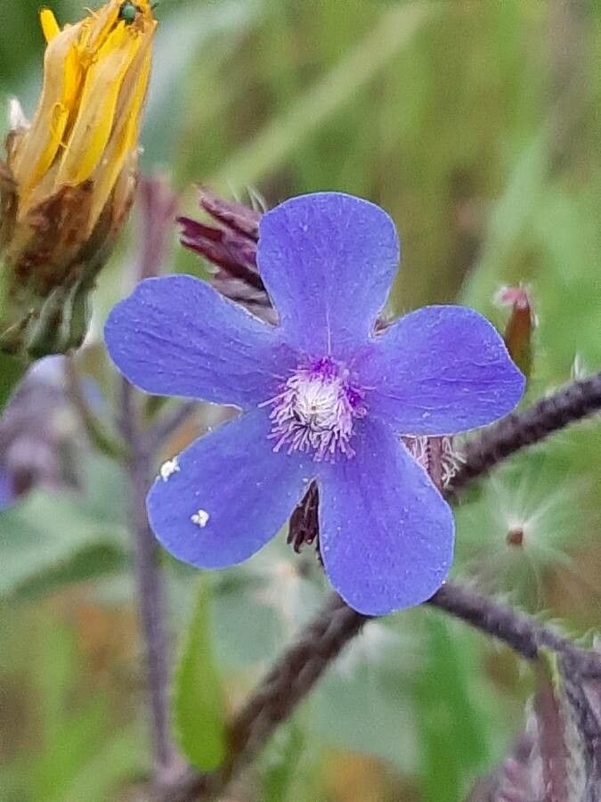 Anchusa italica flower