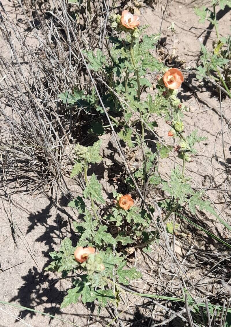 Sphaeralcea cordobensis habit