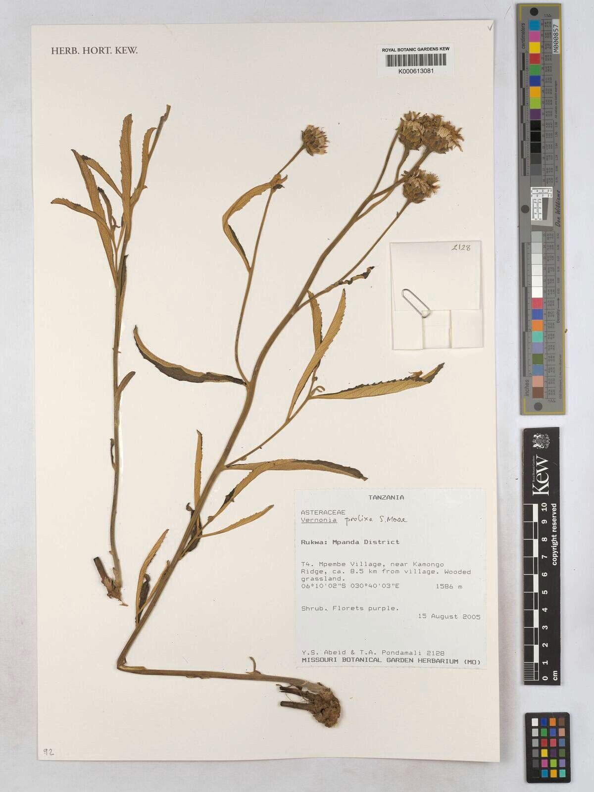 Baccharoides prolixa — houseplant care guide