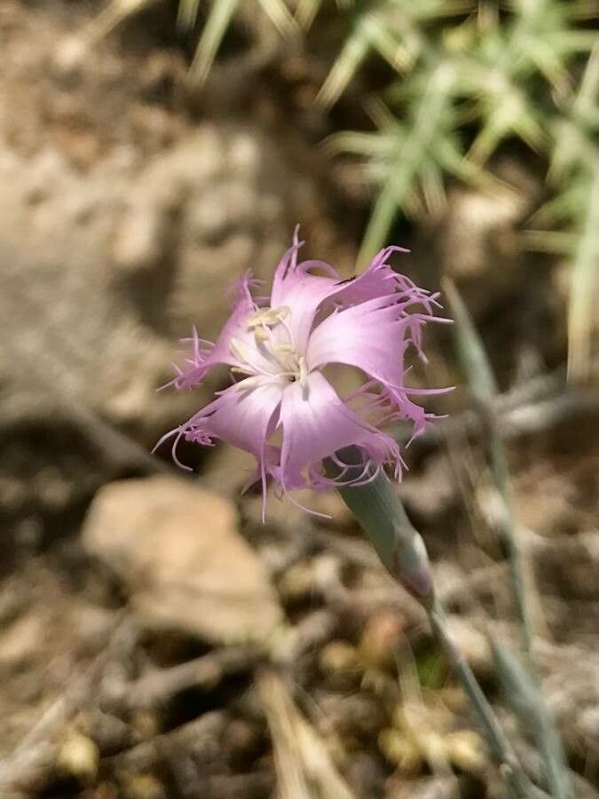 Dianthus macranthus — houseplant care guide