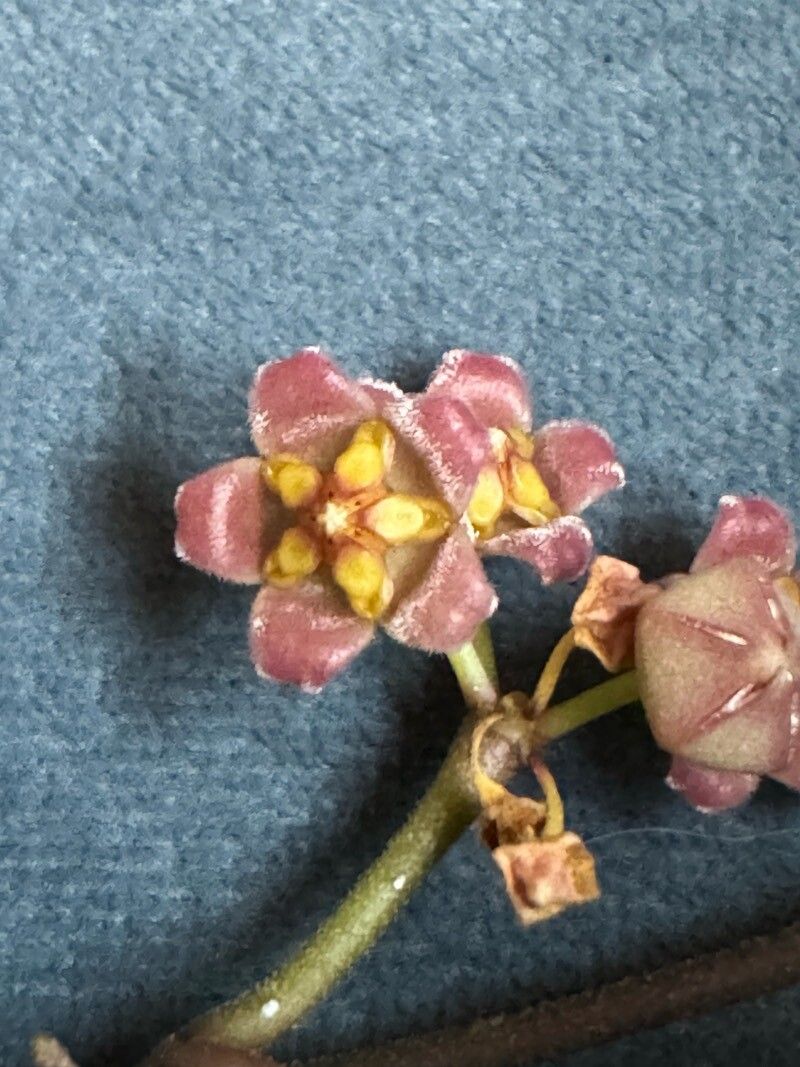 Hoya davidcummingii — search result for 'Hoya'