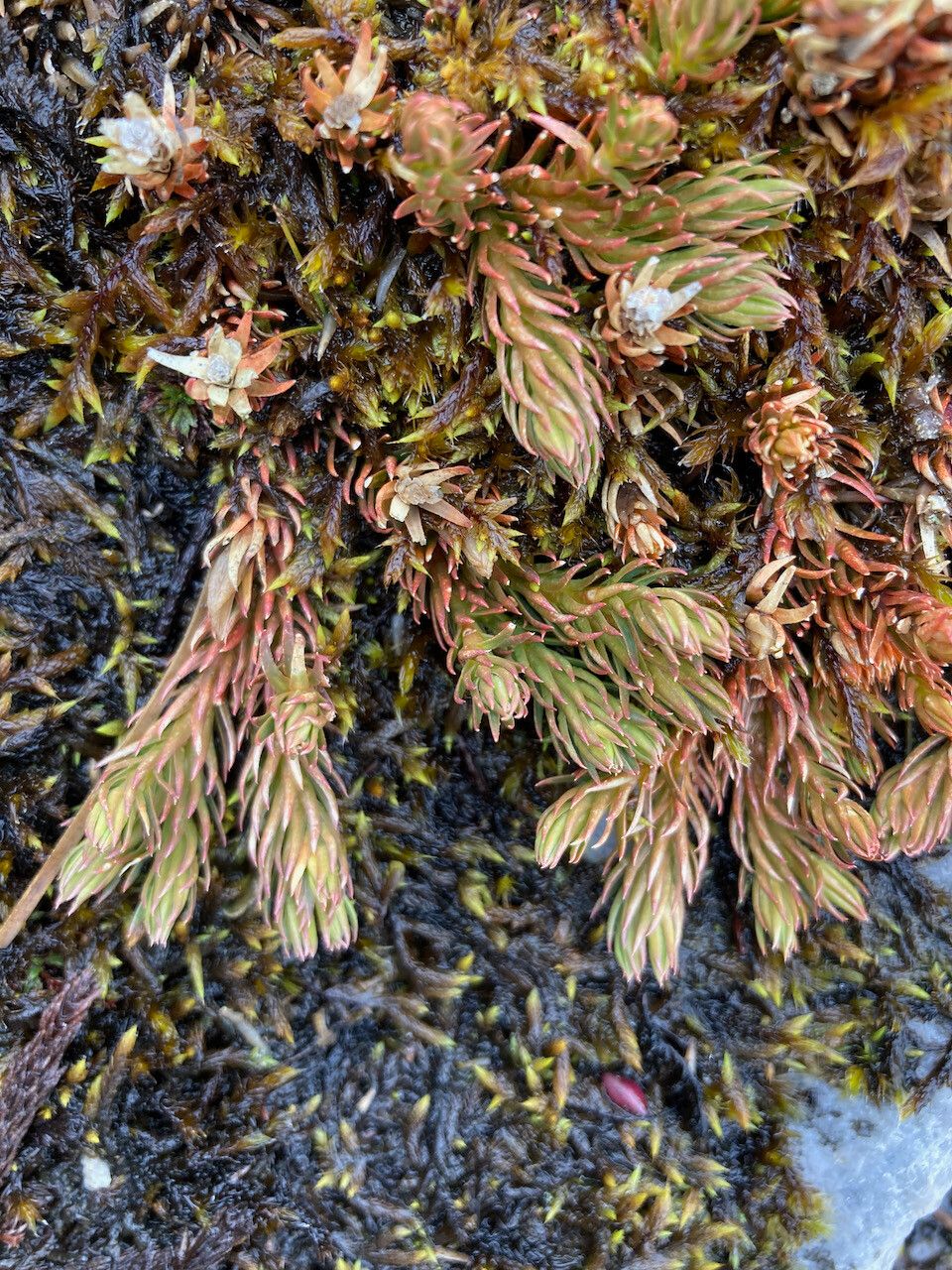 Huperzia cruenta — search result for 'Huperzia'