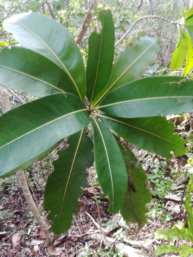 Ixora cauliflora — houseplant care guide
