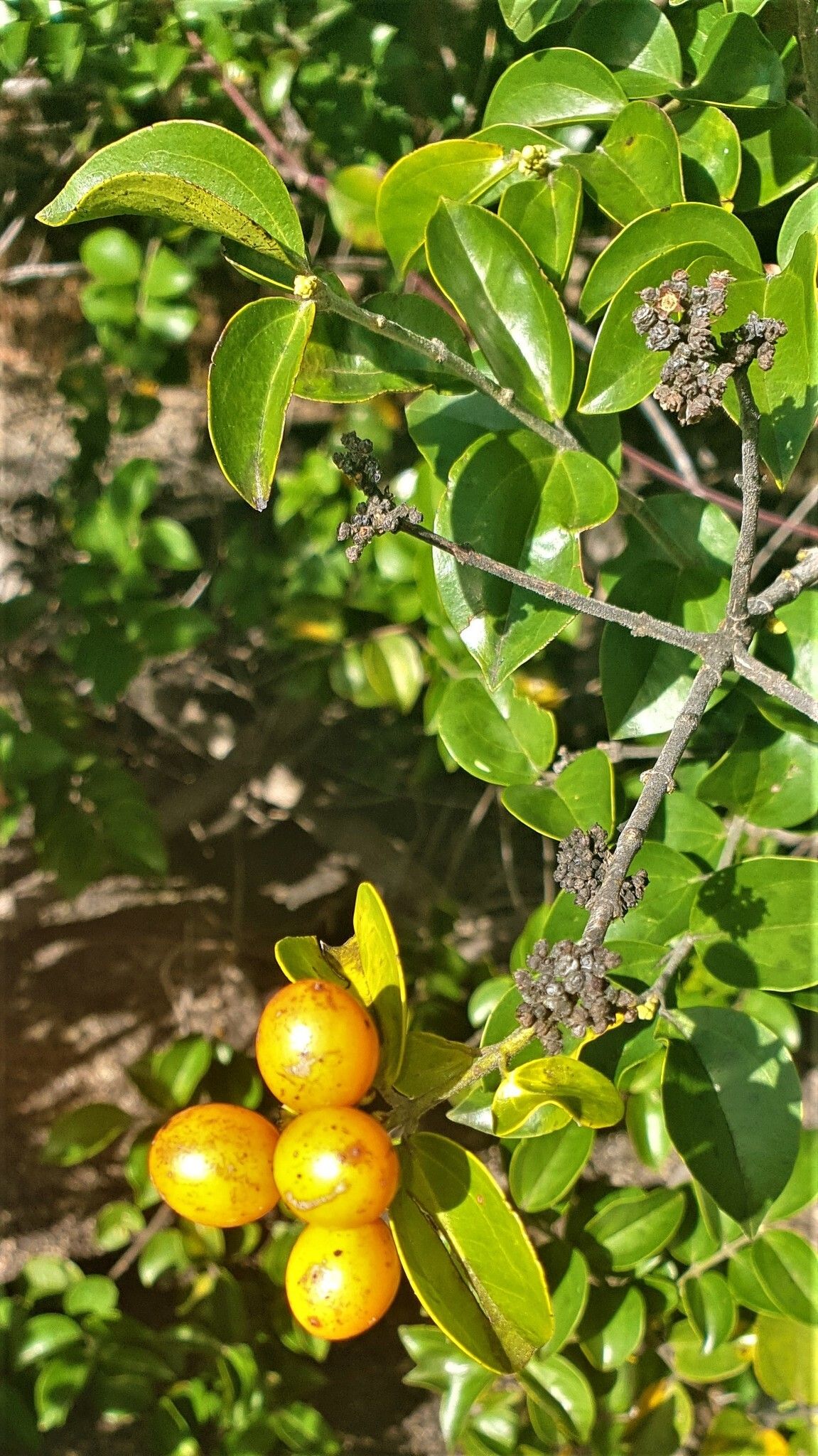 Strychnos matopensis fruit