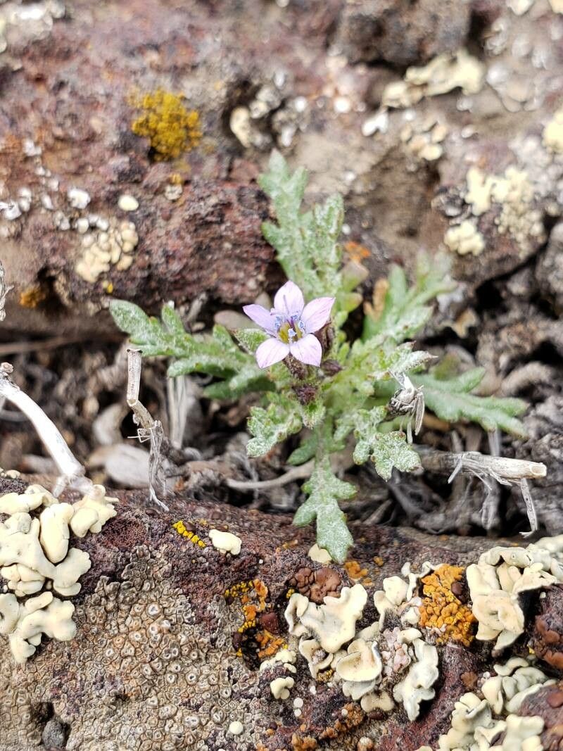Gilia inconspicua flower