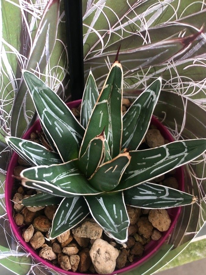 Agave schidigera — search result for 'Agave'