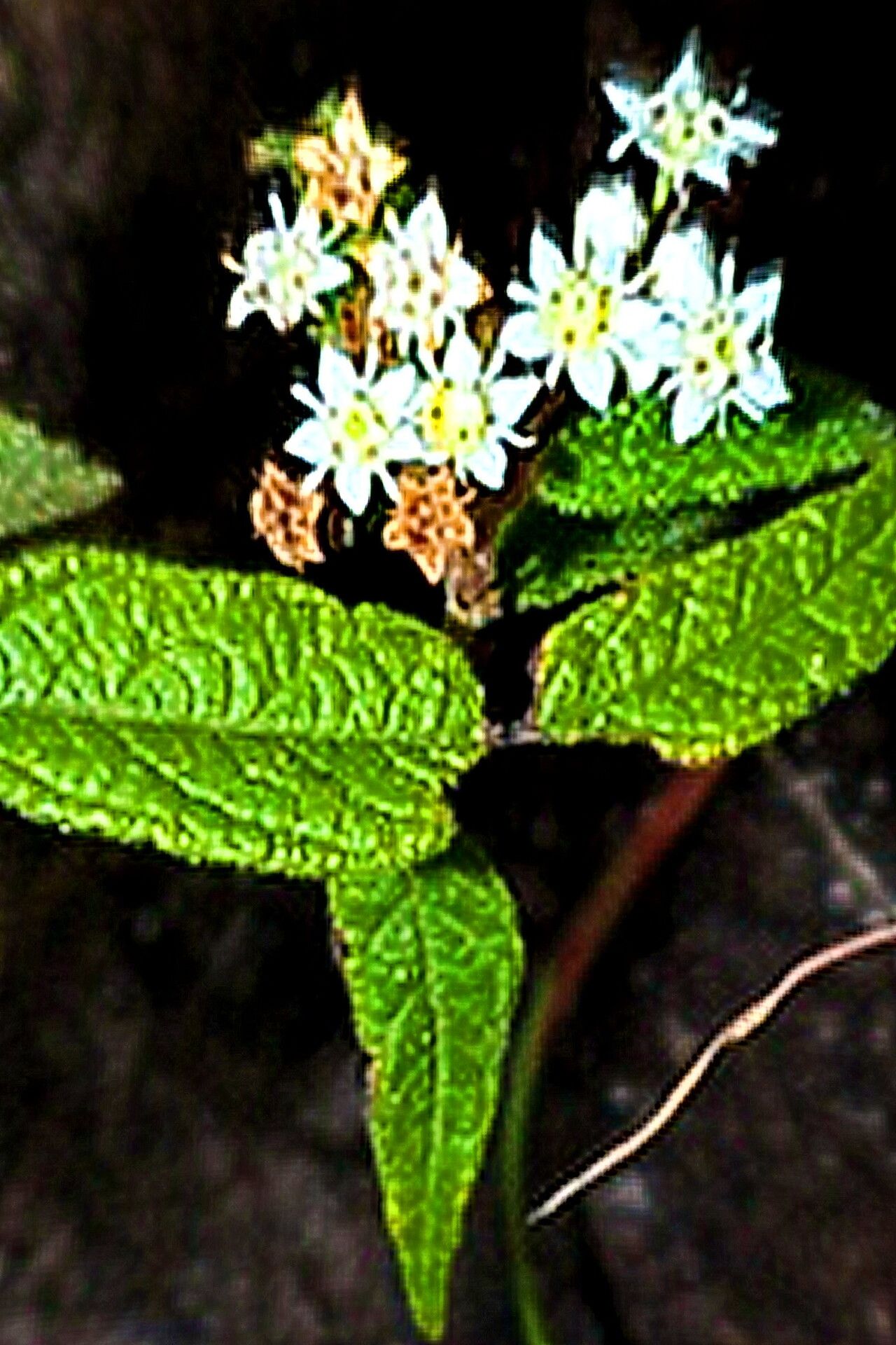 Commersonia dasyphylla — related species from the same genus