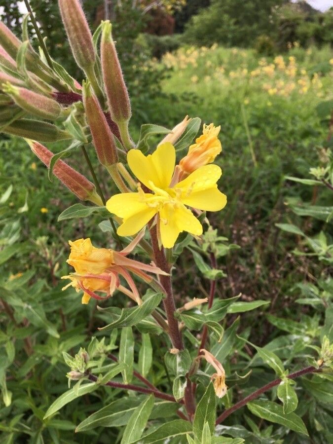 Oenothera elata flower