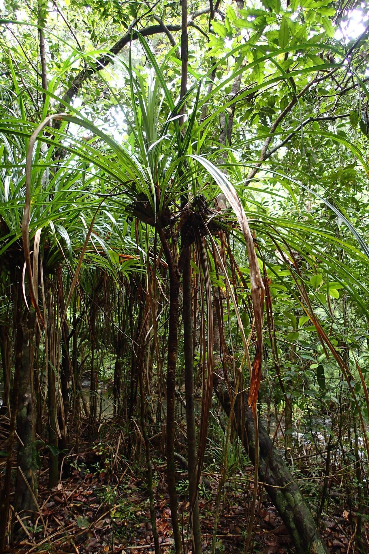 Pandanus letocartiorum — search result for 'Pandanus'