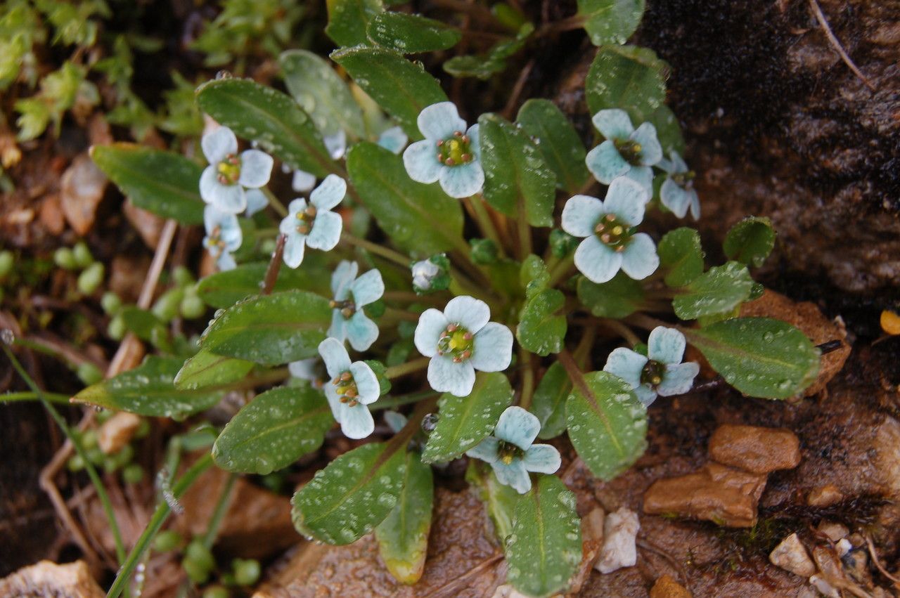 Eutrema scapiflorum habit