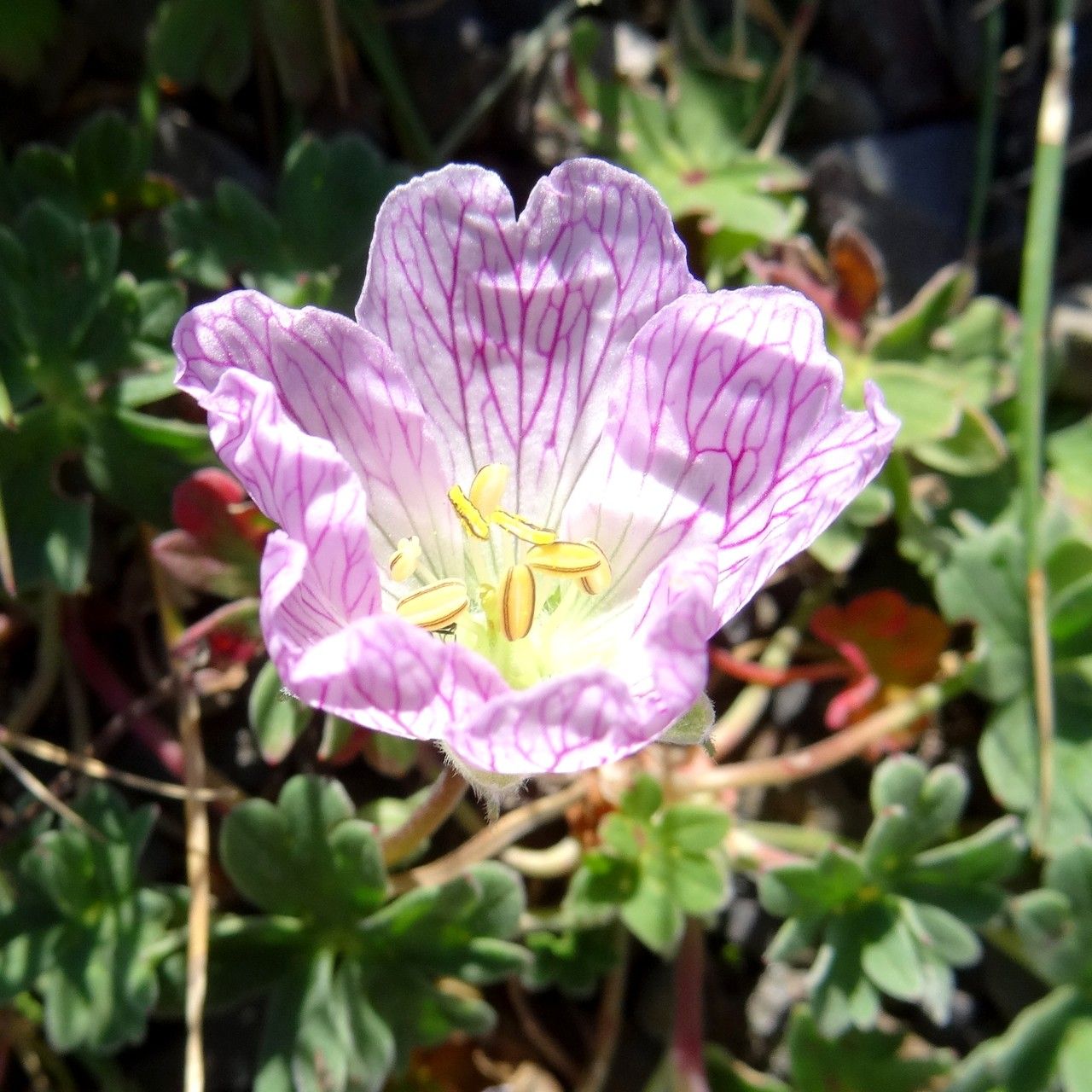 Geranium cinereum flower