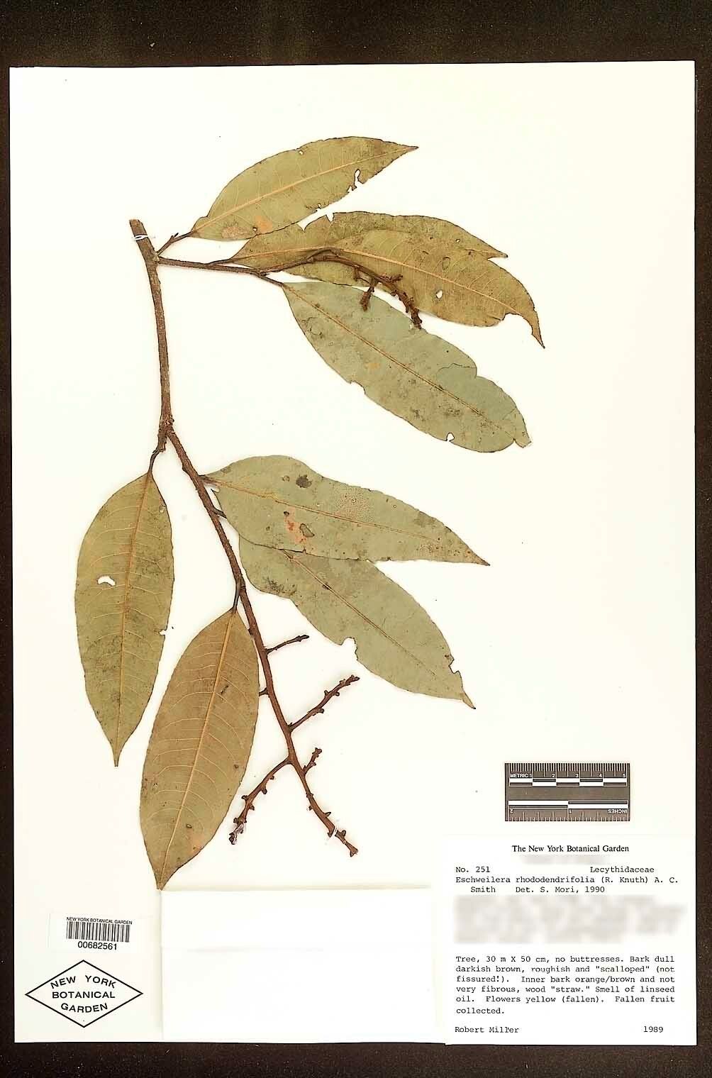 Eschweilera rhododendrifolia fruit