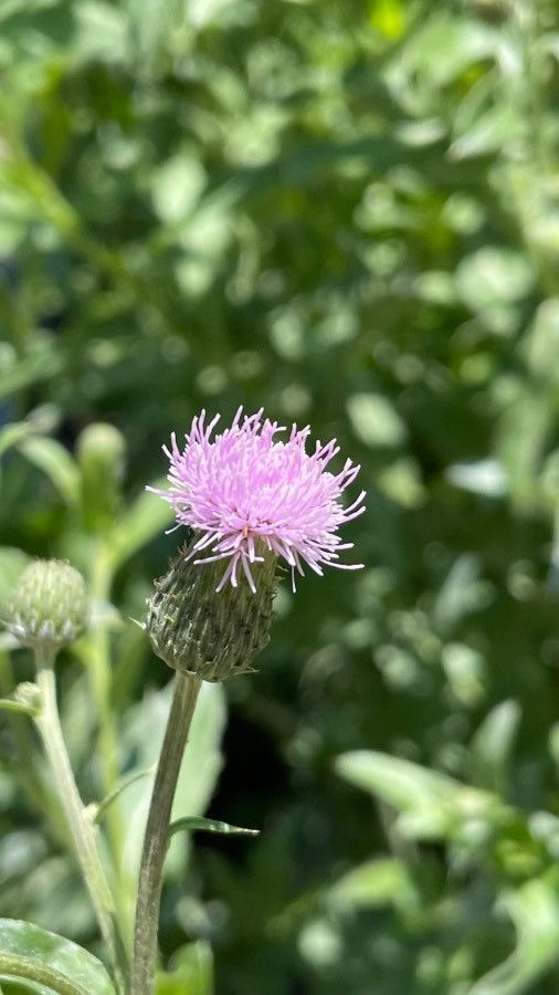 Cirsium texanum flower