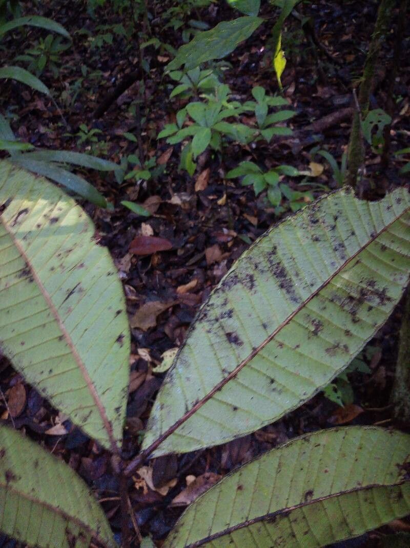 Talisia furfuracea — houseplant care guide