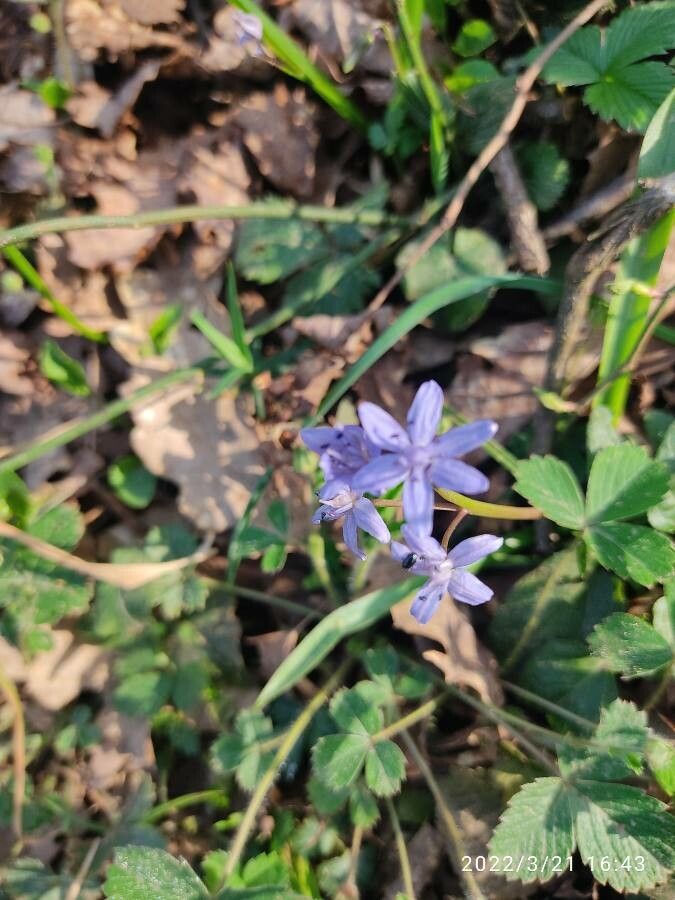 Scilla bifolia fruit