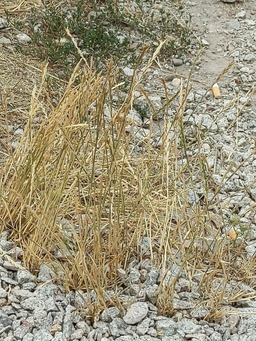 Melica frutescens — houseplant care guide