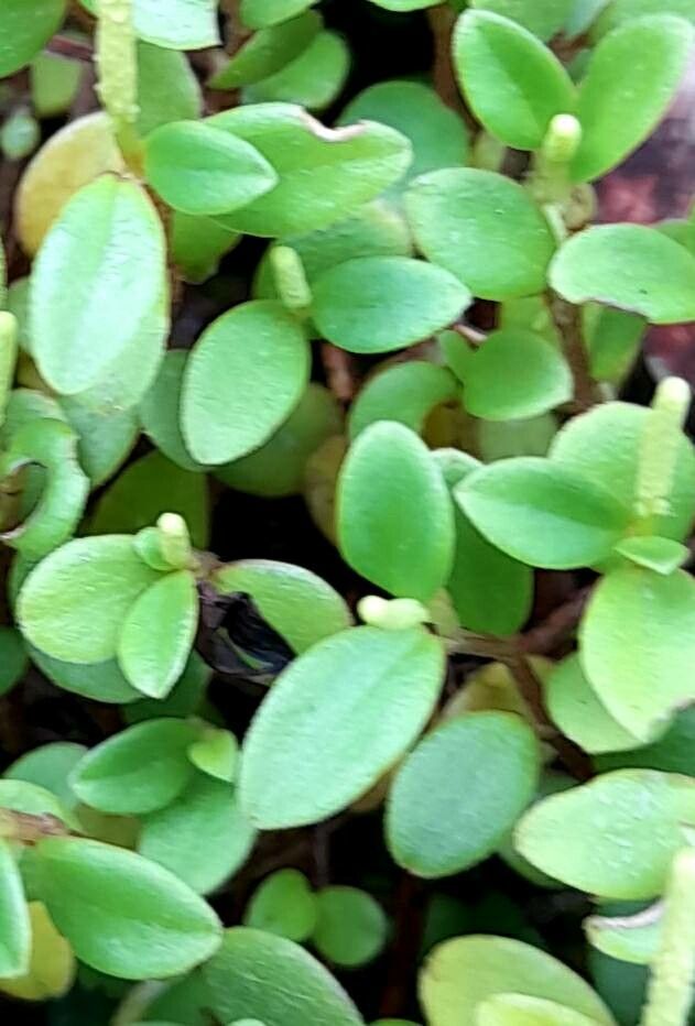 Peperomia cogniauxii — search result for 'Peperomia'