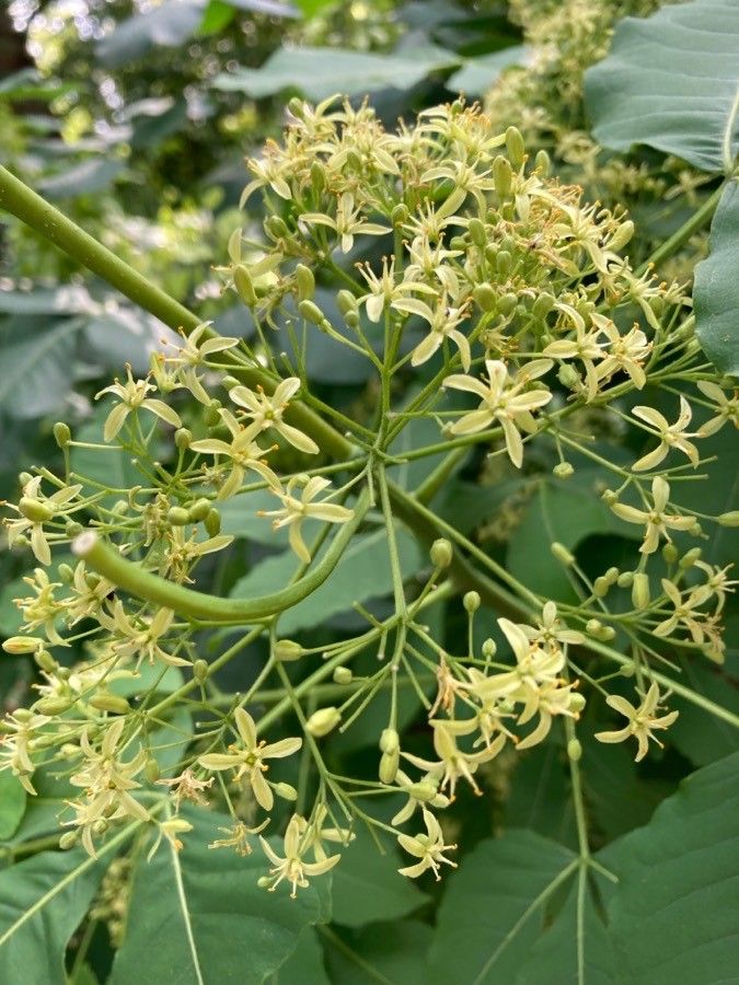Ptelea trifoliata flower