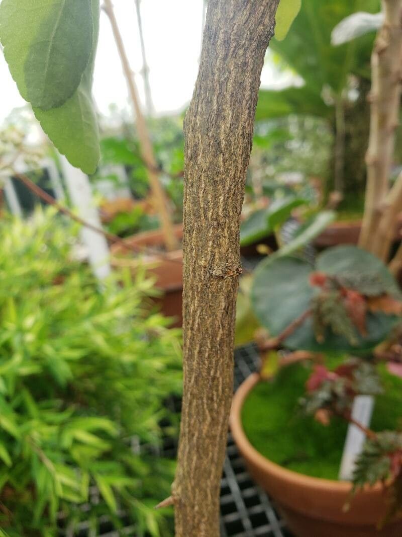 Citropsis daweana bark
