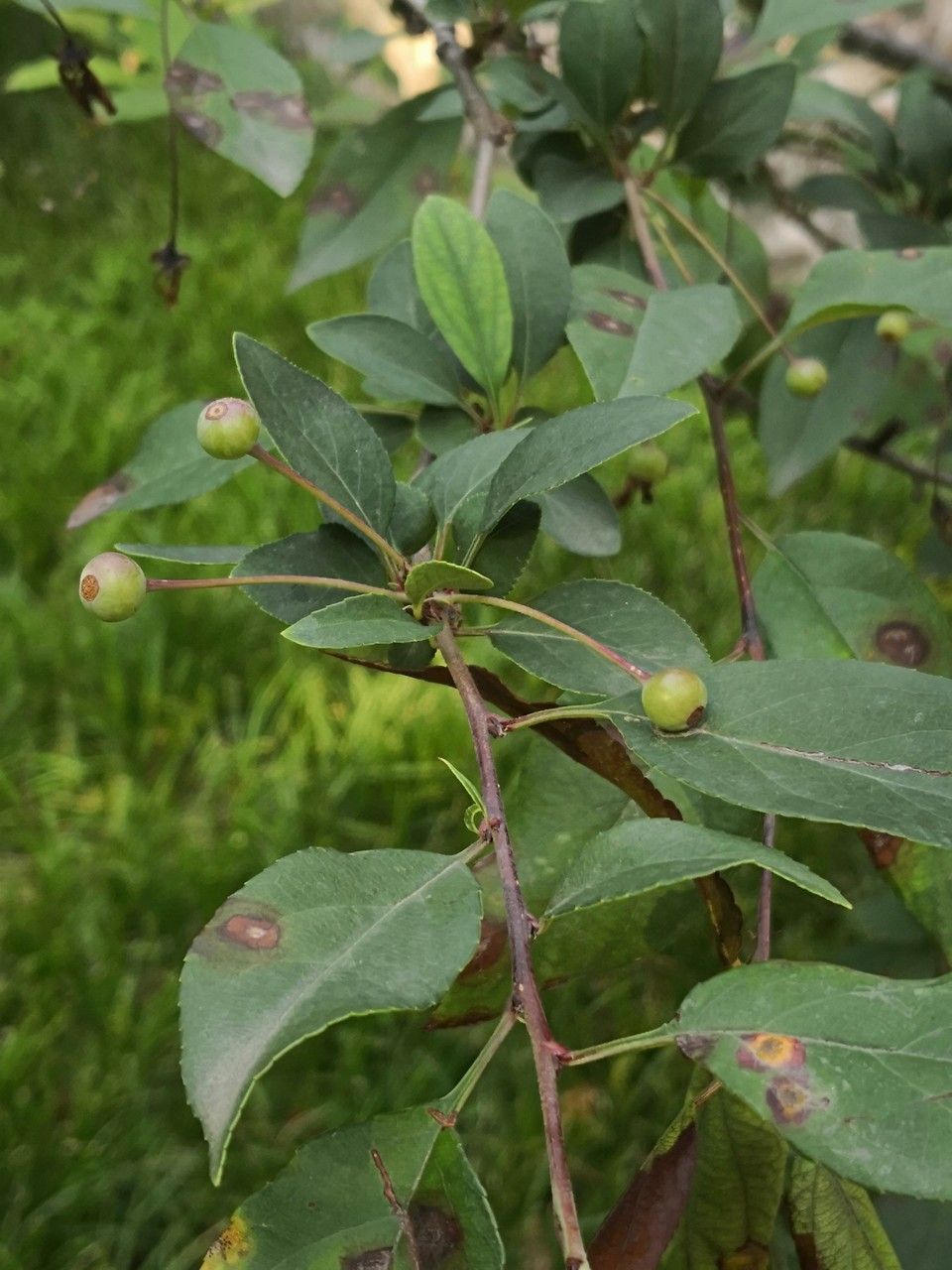 Malus halliana — search result for 'Malus'