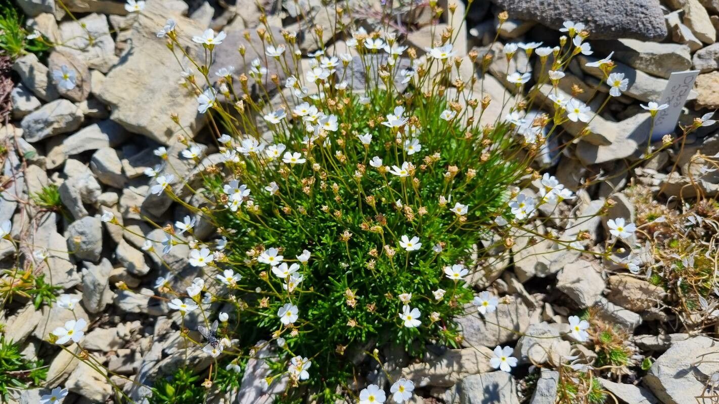 Androsace lactea habit
